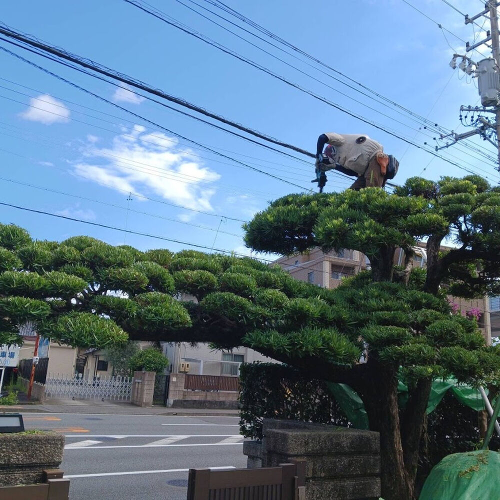 プロが教える木にまつわる豆知識