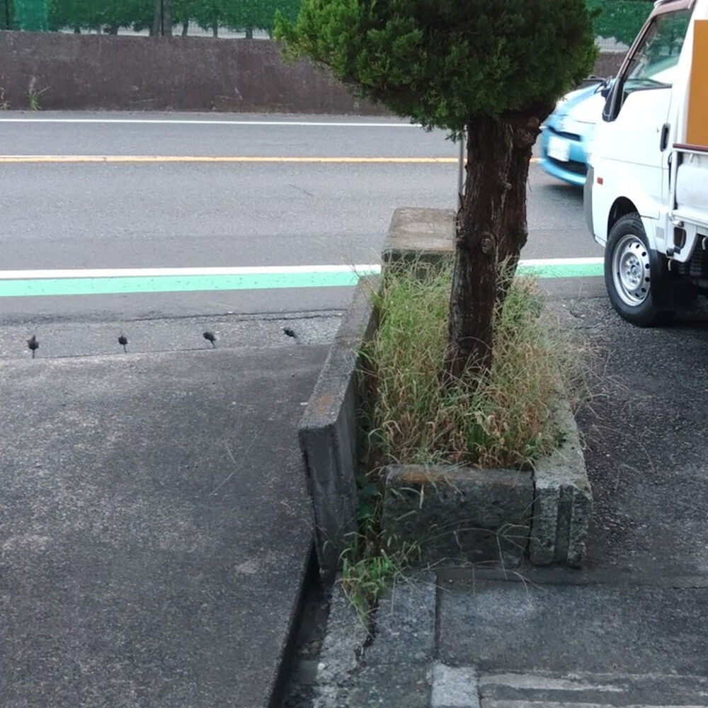 プロが教える木にまつわる豆知識