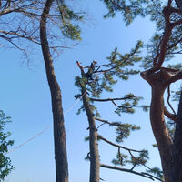 プロが教える木にまつわる豆知識