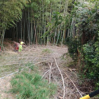 プロが教える木にまつわる豆知識