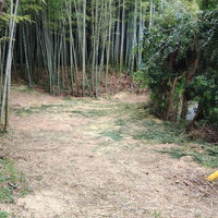 プロが教える木にまつわる豆知識