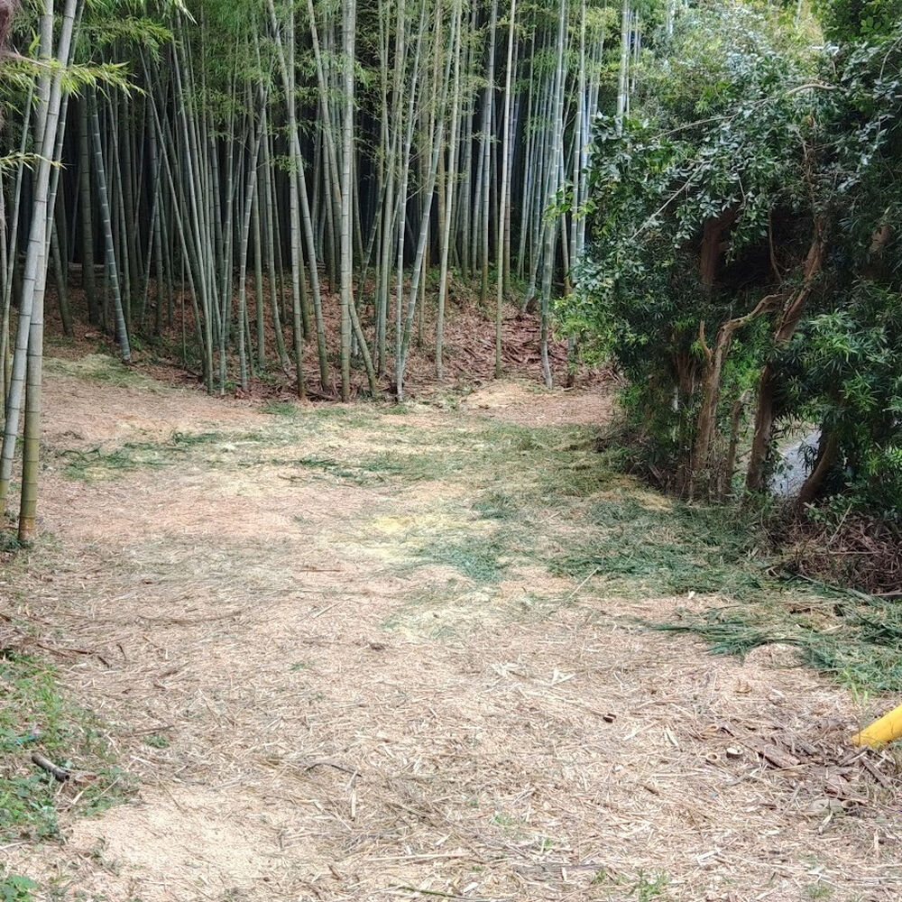 プロが教える木にまつわる豆知識