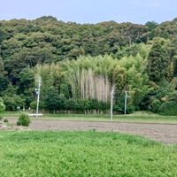 プロが教える木にまつわる豆知識