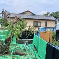 プロが教える木にまつわる豆知識