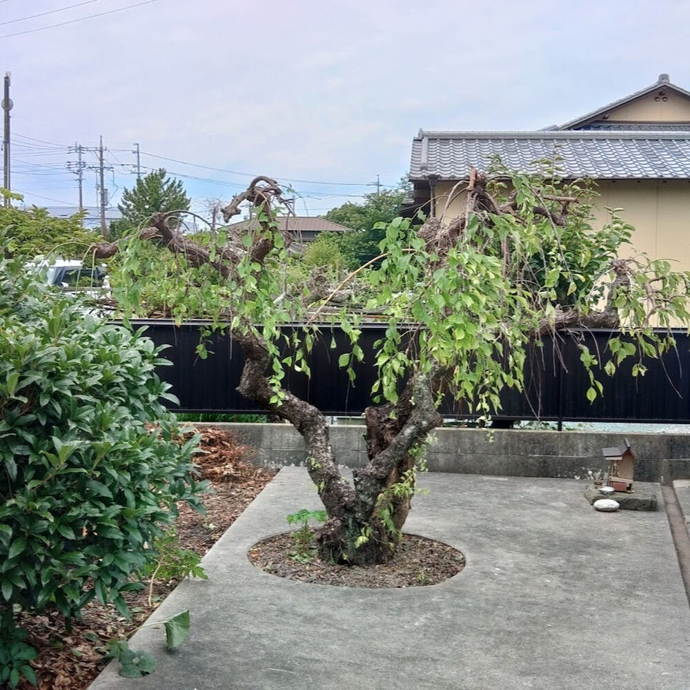 プロが教える木にまつわる豆知識