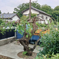 プロが教える木にまつわる豆知識