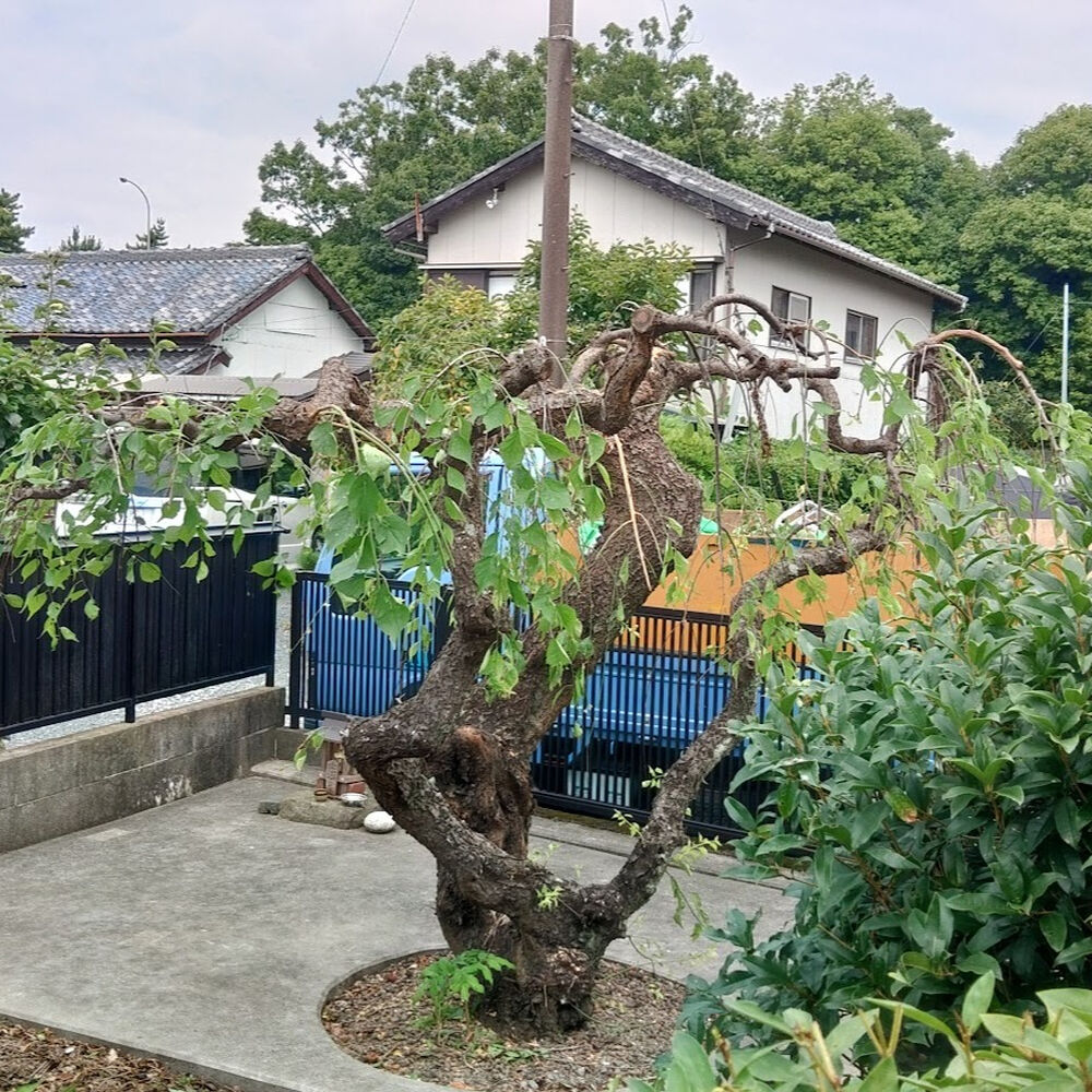 プロが教える木にまつわる豆知識