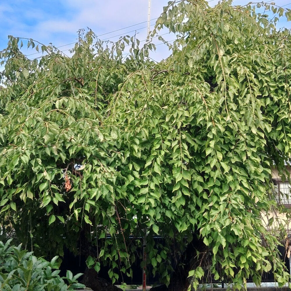プロが教える木にまつわる豆知識