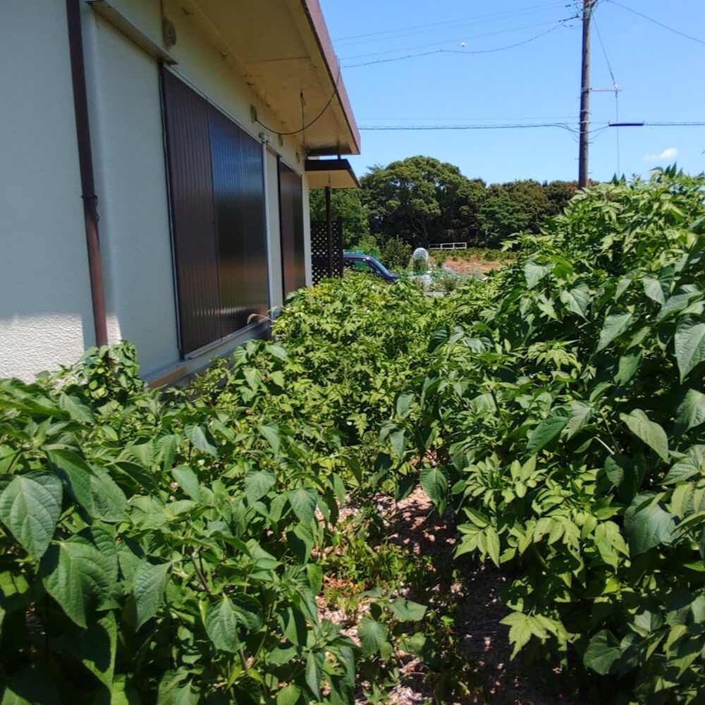 プロが教える木にまつわる豆知識