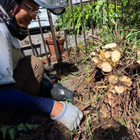 プロが教える木にまつわる豆知識