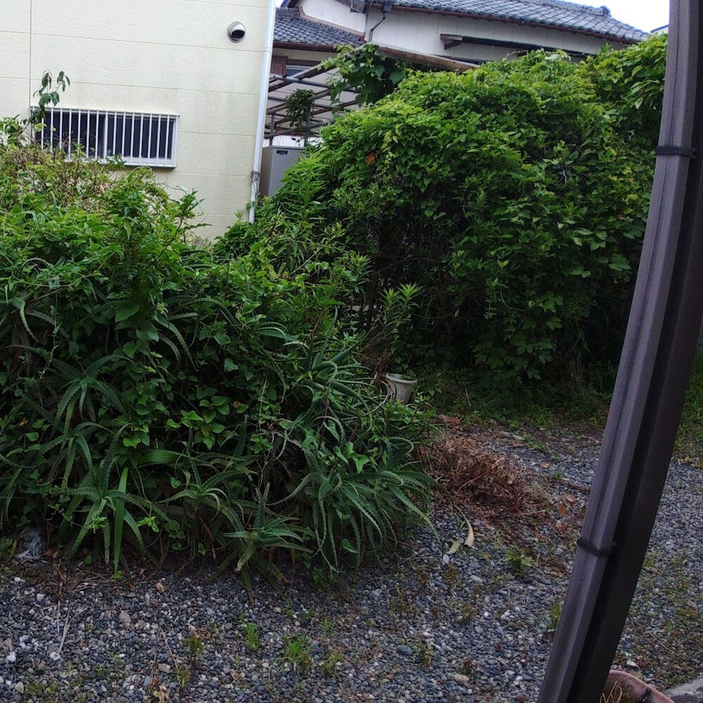 プロが教える木にまつわる豆知識