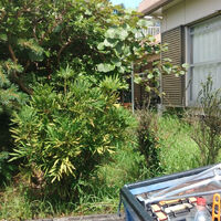 プロが教える木にまつわる豆知識