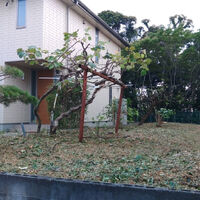 プロが教える木にまつわる豆知識