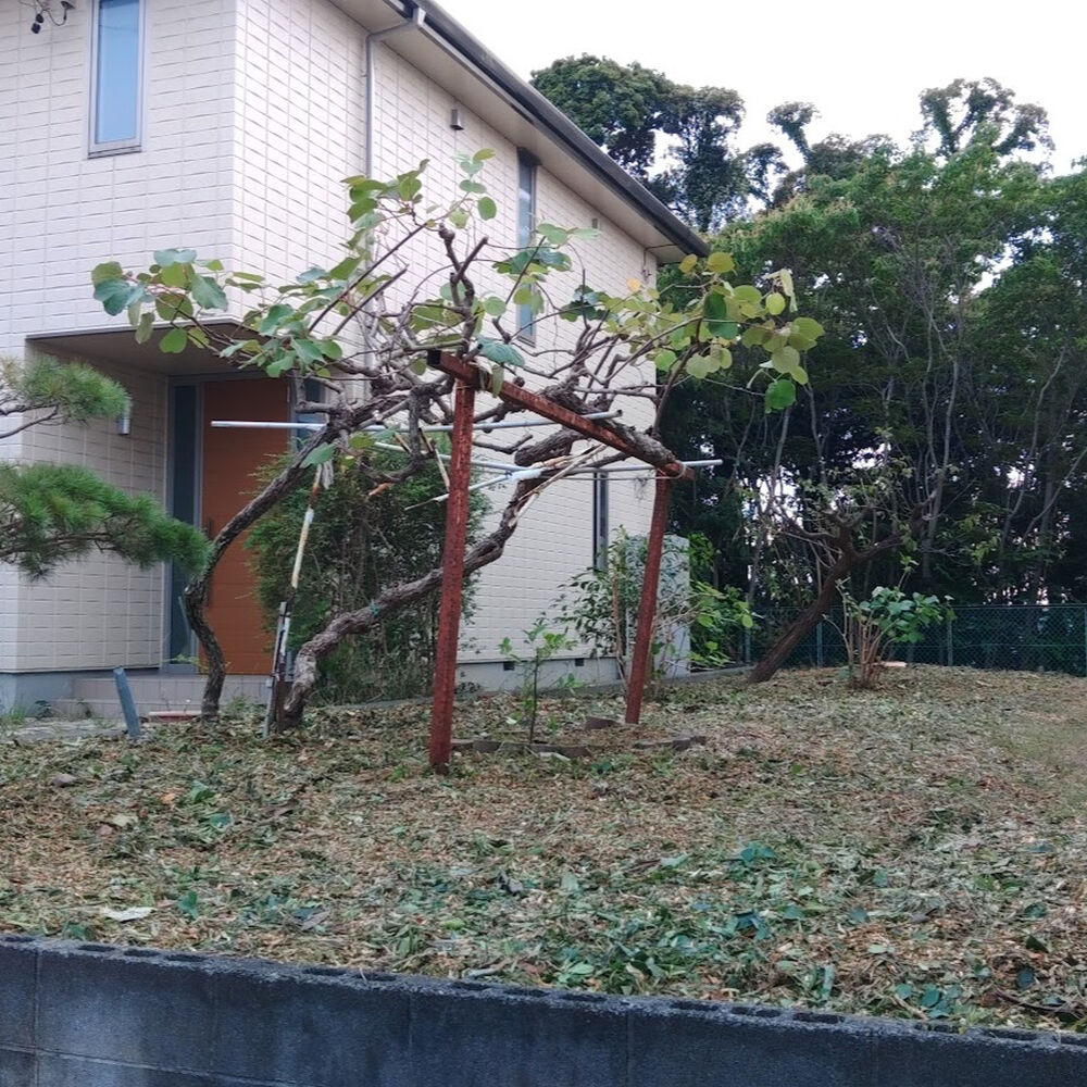 プロが教える木にまつわる豆知識