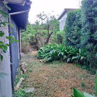 プロが教える木にまつわる豆知識