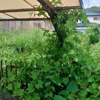 プロが教える木にまつわる豆知識