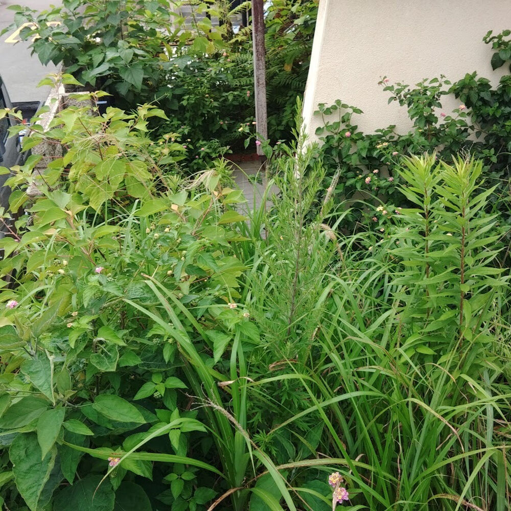 プロが教える木にまつわる豆知識