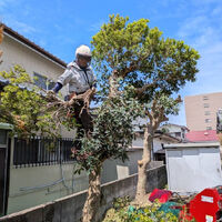 プロが教える木にまつわる豆知識