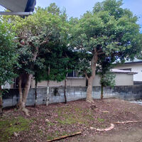 プロが教える木にまつわる豆知識
