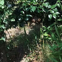 プロが教える木にまつわる豆知識