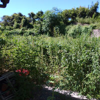 プロが教える木にまつわる豆知識