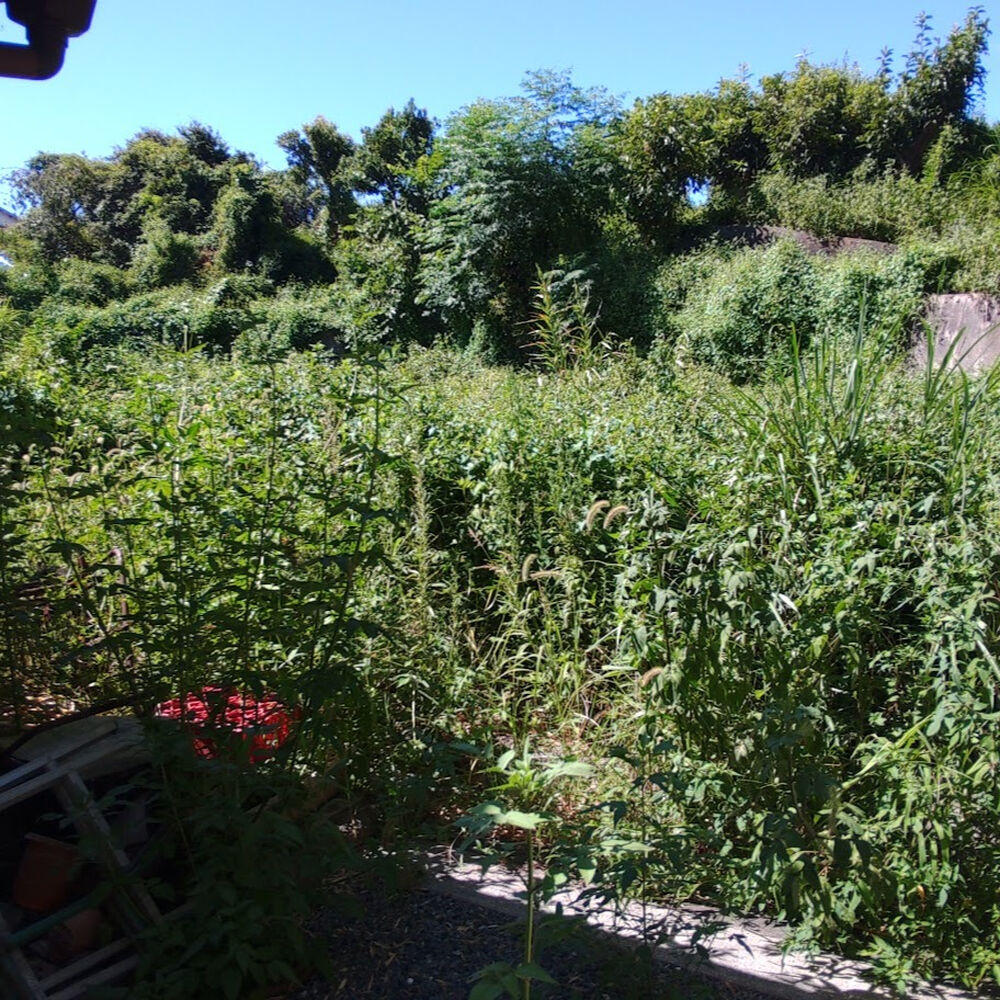 プロが教える木にまつわる豆知識