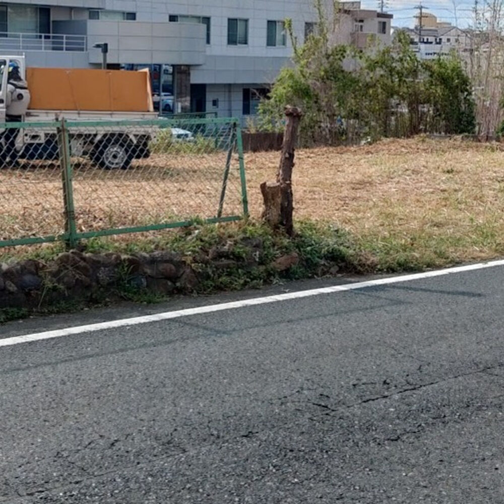 プロが教える木にまつわる豆知識
