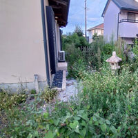 プロが教える木にまつわる豆知識