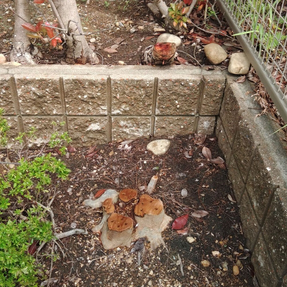 プロが教える木にまつわる豆知識