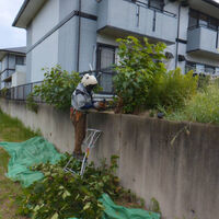 プロが教える木にまつわる豆知識